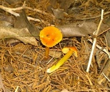 Hygrocybe cuspidata image