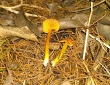 Hygrocybe cuspidata image