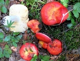 Russula aurea image