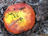 Russula aurea image