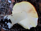Russula aurea image