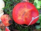 Russula aurea image