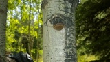 Phellinus tremulae image