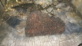 Echinodontium tinctorium image