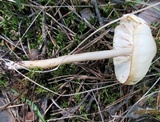 Limacella illinita image