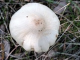 Limacella illinita image