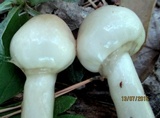 Limacella illinita image