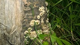Bjerkandera adusta image