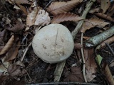 Caloboletus inedulis image