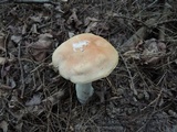 Boletus chippewaensis image
