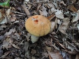Leccinum insigne image