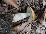 Leccinum insigne image