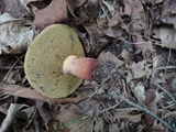 Boletus luridus image