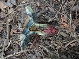 Boletus luridus image