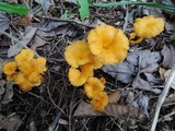 Craterellus lutescens image