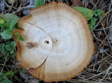 Coltricia perennis image