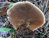 Coltricia perennis image