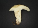 Russula earlei image