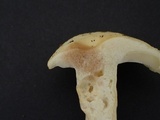 Russula earlei image