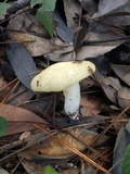 Russula earlei image