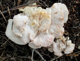 Hericium cirrhatum image