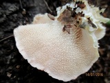 Hericium cirrhatum image