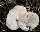 Hericium cirrhatum image