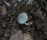 Clitocybe glaucoalba image