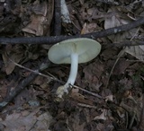 Clitocybe glaucoalba image