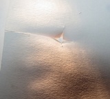Clitocybe glaucoalba image