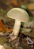 Boletus pallidus image