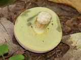 Boletus pallidus image