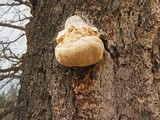 Fomitopsis officinalis image
