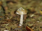Amanita sect. Vaginatae image