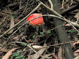 Amanita amerimuscaria image