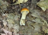 Leccinum longicurvipes image