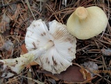 Lepiota clypeolaria image