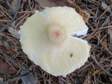 Lepiota clypeolaria image