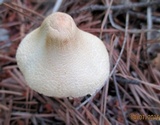 Lepiota clypeolaria image
