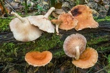 Lentinula aciculospora image