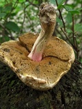 Caloboletus inedulis image