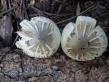 Tricholoma smithii image