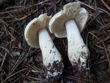 Tricholoma smithii image