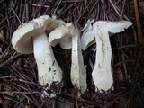 Tricholoma smithii image