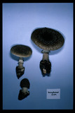 Amanita karea image