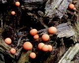 Lycogala epidendrum image