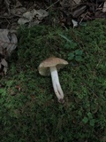 Hygrocybe nitrata image