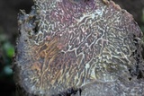 Tuber melanosporum image