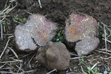 Tuber melanosporum image