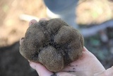 Tuber melanosporum image